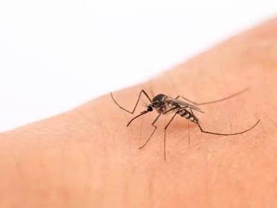 广州一周新增65例基孔肯雅热本地病例