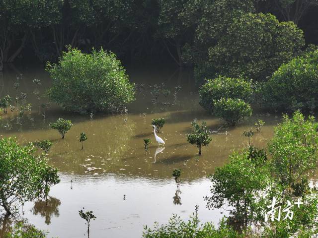 7月30日，在培隆沙滩的红树林内，海漂垃圾被清除，一只大白鹭在觅食。