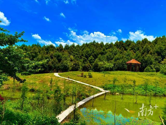 云浮林场铜鼓塘绿美点。&nbsp;