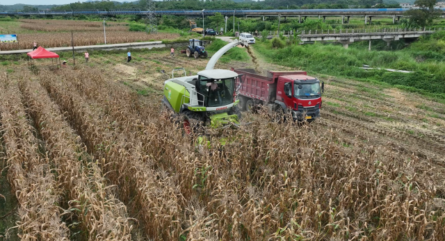 玉米秸秆收割作业中。