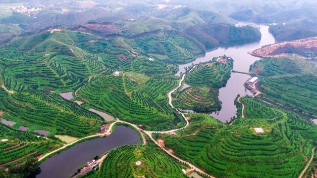 茂名化州橘红产业基地  