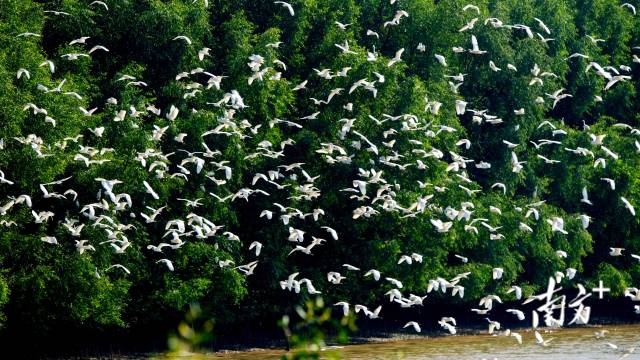广东新会银湖湾红树林省重要湿地鸟类翔集。