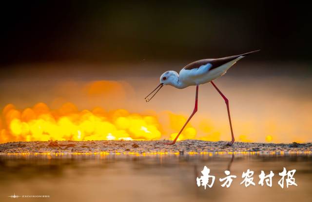 黑翅长脚鹬-朱兴超 摄