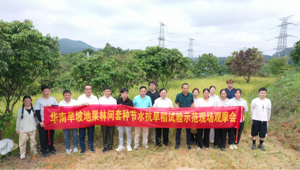 華南旱坡地果林間套種節水抗旱稻試驗示范現場觀摩會。果林受訪者供圖