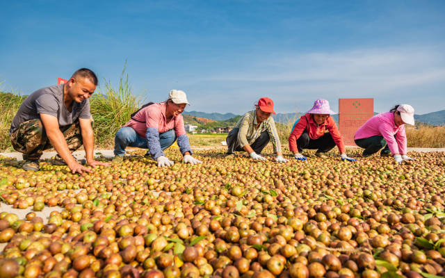 油茶果丰收铺满一地金黄 油茶果丰收铺满一地金黄