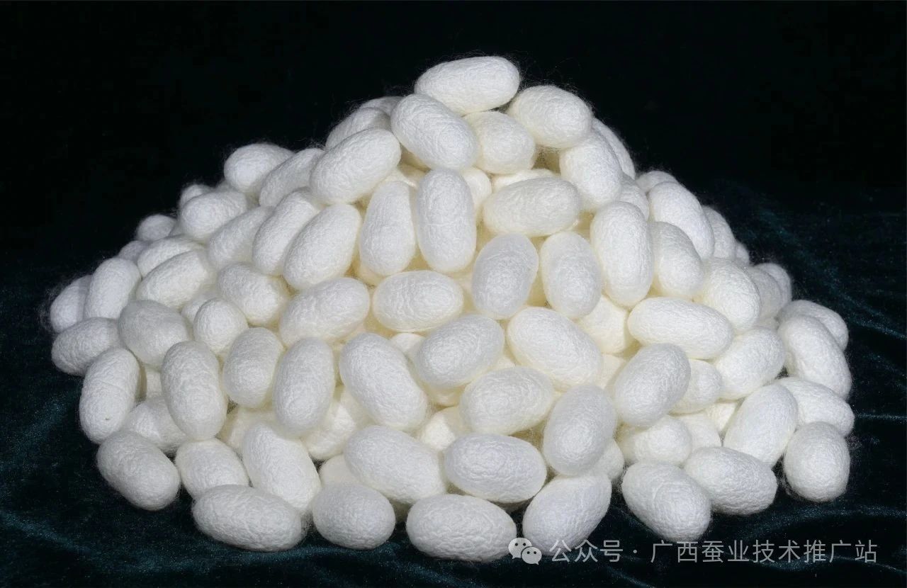 桂蚕8号优异质料茧（黄文功/图）