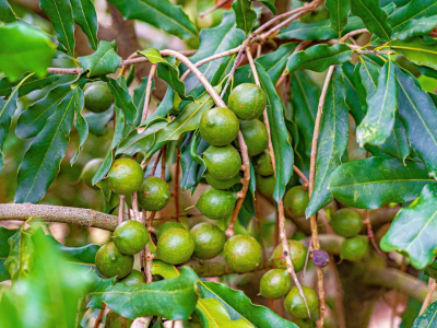 种坚果得补贴！阳春安排140万元推动乡村绿化果树种植