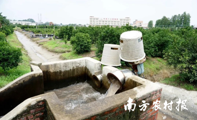 新会柑农要加强排水，保障柑园正常运行。