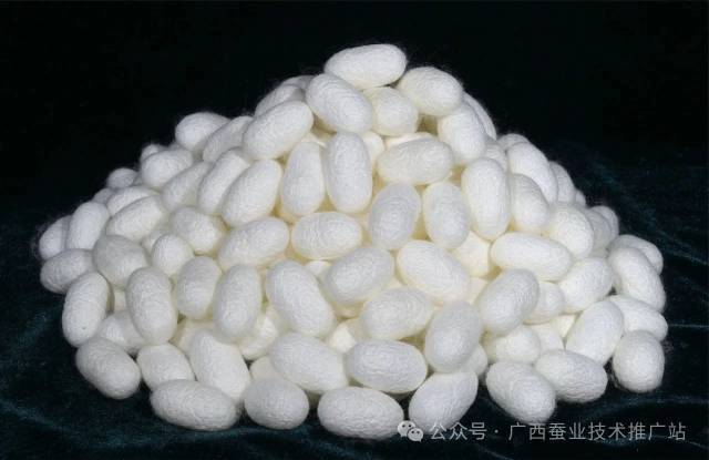 桂蚕8号优质原料茧（黄文功/图）