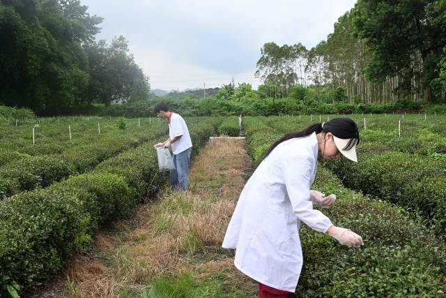 南方农村报 李嘉镓 制图