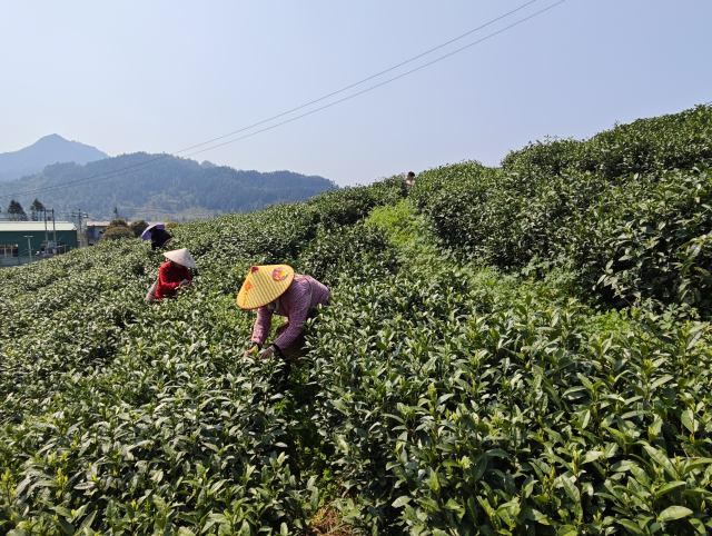 贵州抹茶盒马村