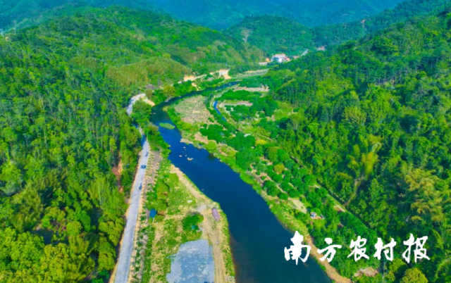 位于“梅花谷”项目中心位置的河头镇步郎村梅花林