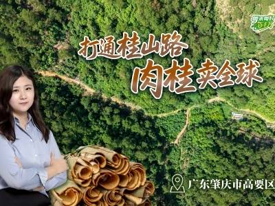 让全球爱上东方香料，肇庆高要肉桂了解一下｜粤来粤好百千万