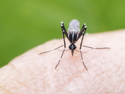 灭蚊，佛山制造“黑科技”出招！