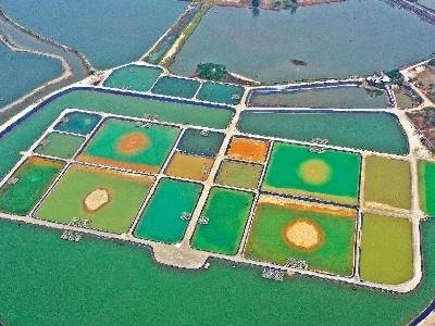 循环织绿网 肥田又生金｜速览《南方日报·湛江观察》第170期