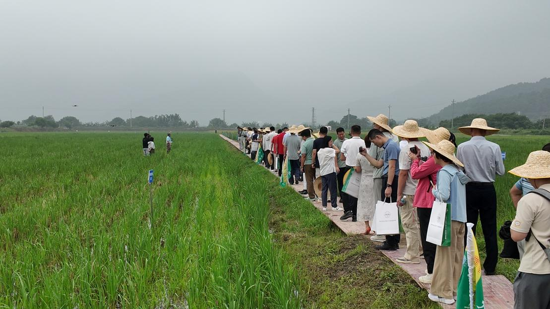 肇庆举行2025首届节水抗旱稻“我选我秀”新品种评选暨边际土地复耕应用现场观摩会