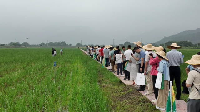 十大优秀品种出炉！肇庆首届节水抗旱稻新品种评选活动举办