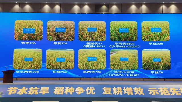 2025首届节水抗旱稻“我选我秀”大会评出十大优秀品种