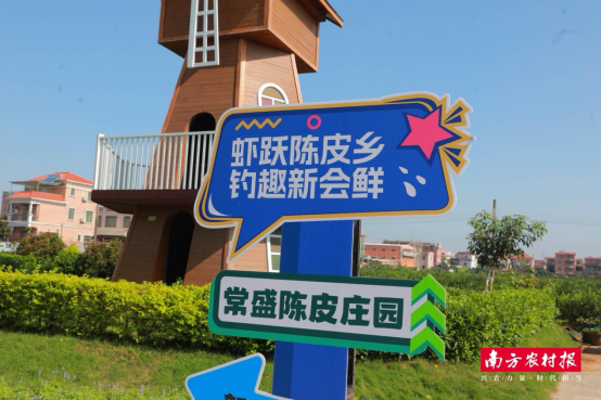 常盛陈皮庄园。
