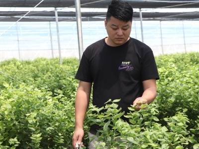 罗小山：露天绝收到大棚翻身，用技术改写蓝莓创业路｜乡村创客东源秀②