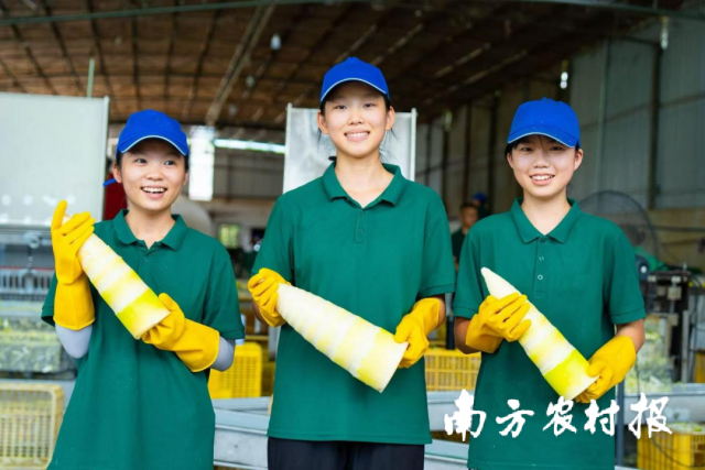 西牛麻竹笋喜迎丰收。蓝东旭 摄