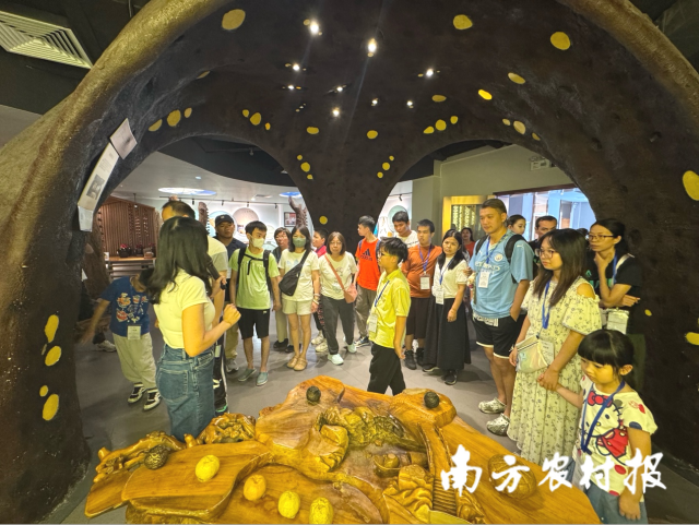 丽宫侨宝千吨级新会陈皮仓首开即出圈！澳门亲子团抢先体验