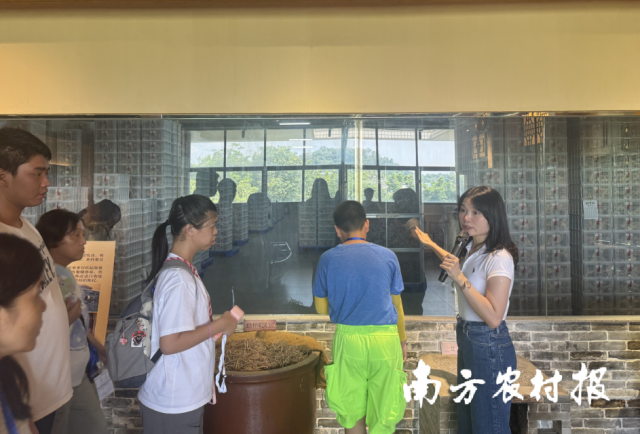 澳门亲子团打卡新会陈皮仓。