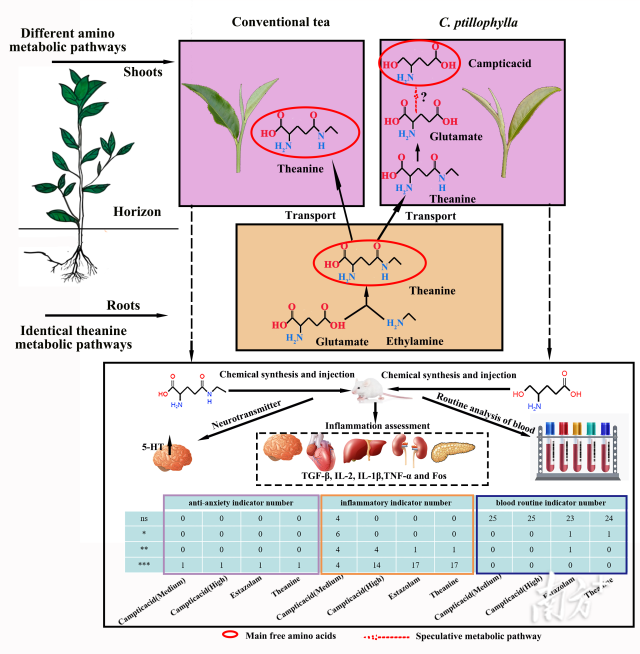 C. ptilophylla和栽培茶树中氨基酸代谢及主要氨基酸生理功能的差异。