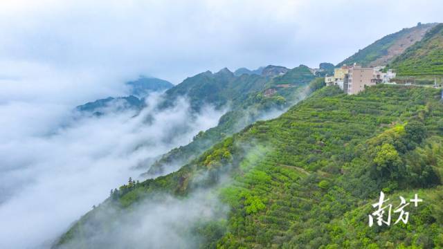 凤凰镇乌岽村生态茶园。 