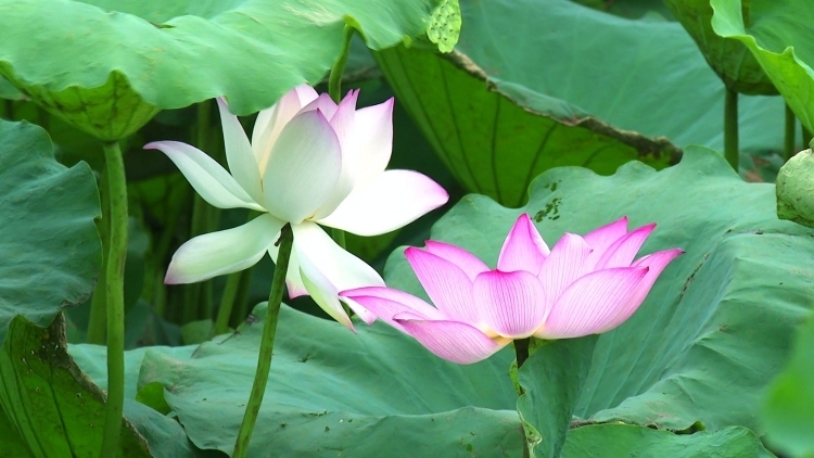 阳西掠影 | 初秋阳西尽显荷塘“悦色”