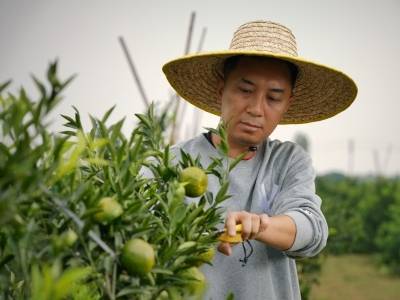 梁伟钊：辞去香港“金饭碗”，返江闯出陈皮新赛道｜百千万·新农人