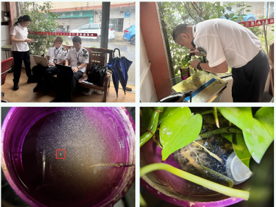 防蚊不力被处罚！高明公布违反病媒生物防治典型案例