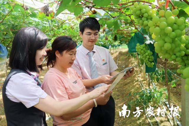 在农行惠州分行信贷支持下，何晓琴种植的葡萄长势喜人。
