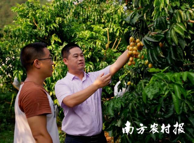 农行云浮分行员工走进黄皮果园，了解农户种植情况。