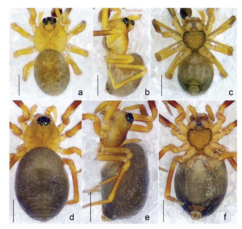 图3.丹霞岳麓蛛(Yuelushannus danxia sp.nov.),雄性正模标本(a-c)与雌性副模标本(d-f)。(a,d)背面形态。(b,e)侧面形态。(c,e)腹部形态。比例尺:0.5毫米。