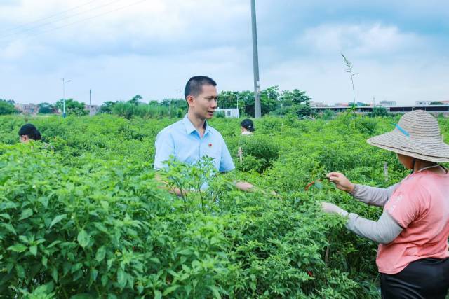 广东“兵支书”绘就乡村新图景
