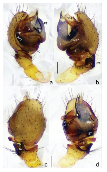 图1.丹霞岳麓蛛(Yuelushannus danxia sp.nov.),雄性触角,正模标本。(a)前外侧视图。(b)后外侧视图。(c)腹面视图。(d)背面视图。比例尺:0.1毫米。