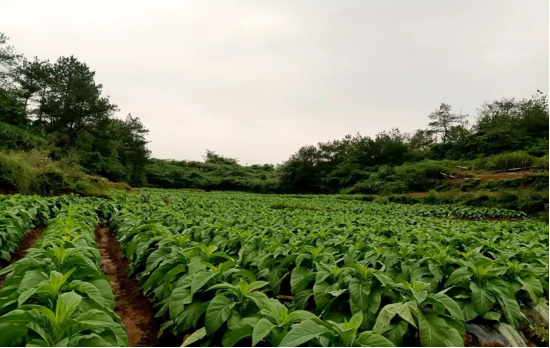 黄烟种植基地