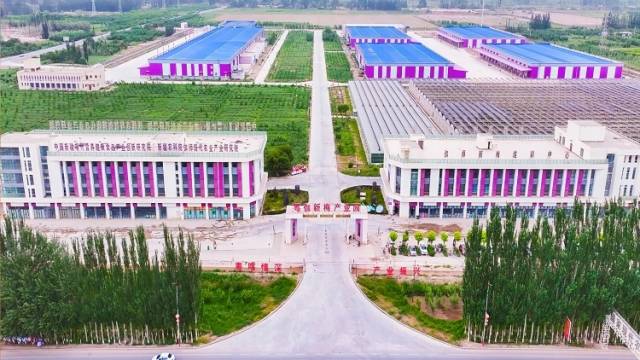 小小新梅，如何变身成为新疆的百亿产业？ | 对口援疆 潮涌天山