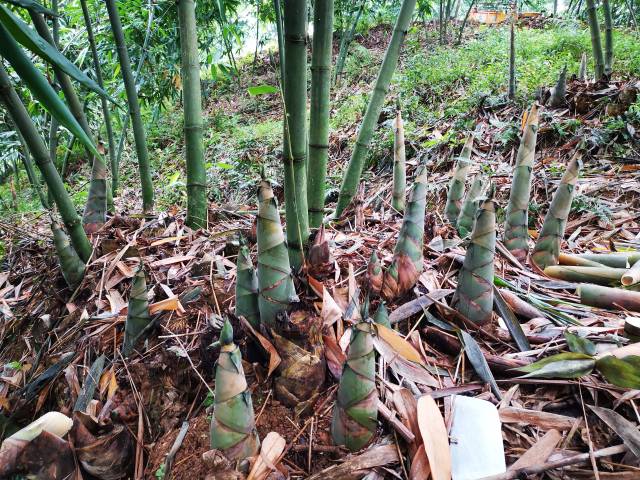 竹笋产业是广宁重要的林下经济来源。