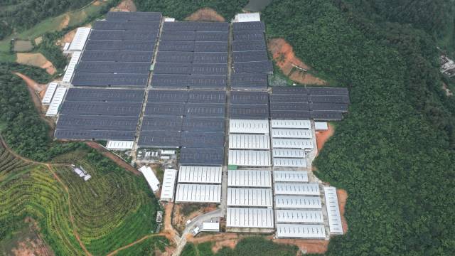 广东新领航生态农业发展有限公司是省级肉鸽产业园牵头实施主体。