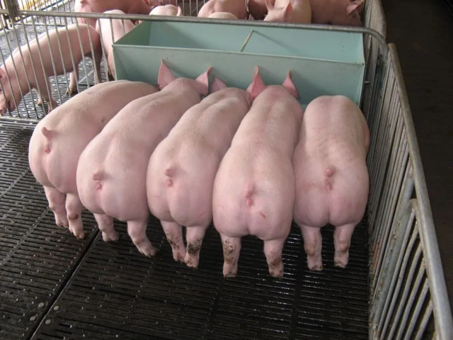 广东广宁广三保畜牧有限公司现代化生产线。图源广宁发布