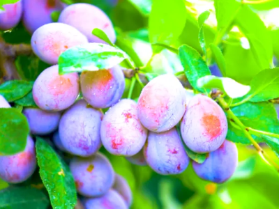 伽师新梅：内心柔软的INTJ | 疆品性格图鉴