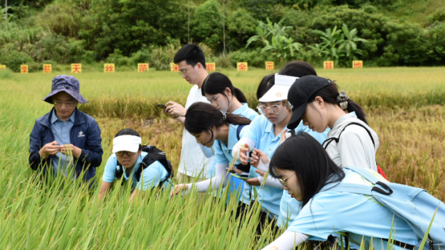双向奔赴！南粤学子持续深入县镇村，助力“百千万工程”