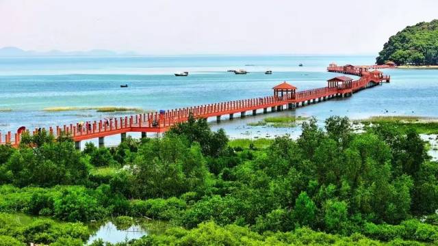 广东海陵岛红树林国家湿地公园  