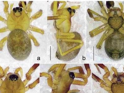 南方日报丨丹霞山发现新物种丹霞岳麓蛛