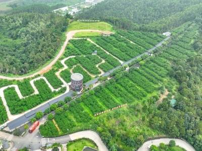 光伏织网收能量 菌果赛跑富乡村！驻蕉岭广福镇工作队绘就乡村振兴新图景