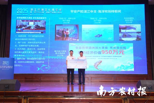 全国首单硇洲族大黄鱼亲本鱼保险落地！湛江平安产险筑牢海洋牧场防护栏