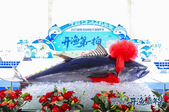 由茂名滨海发展集团合作单位珠海市东港兴远洋渔业公司捕捞并全程冷链空运回的蓝鳍金枪鱼。南方农村报 吴秒衡 拍摄