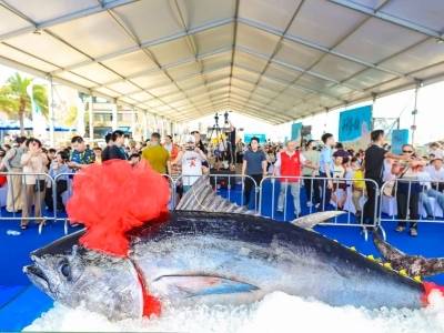 26.8万元拍得一条蓝鳍金枪鱼！茂名“开渔第一拍”燃爆博贺港
